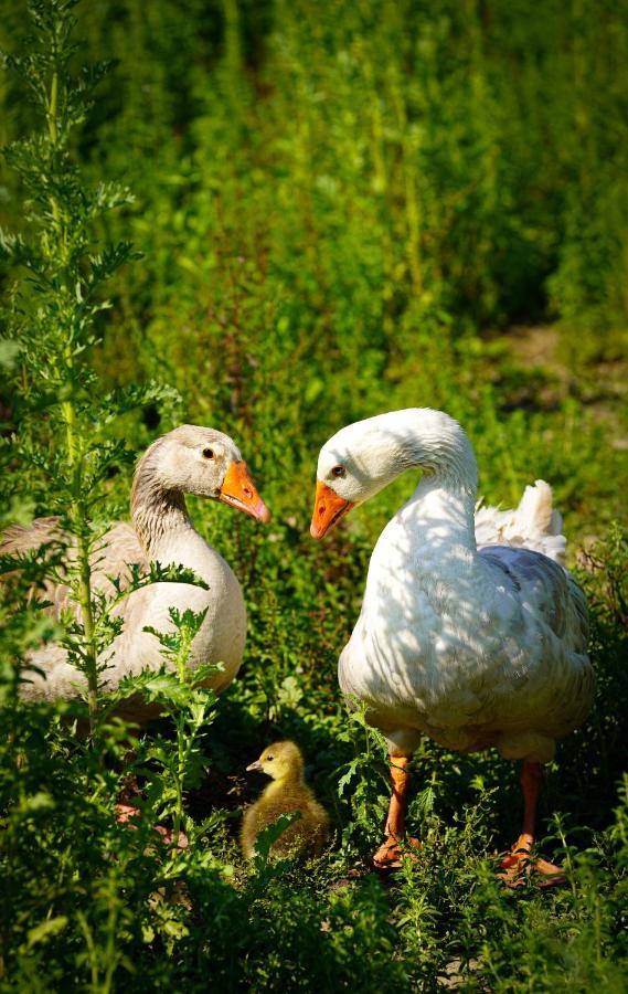 Arca Dos Animais - Farming & Spa Castelo Branco  Bagian luar foto