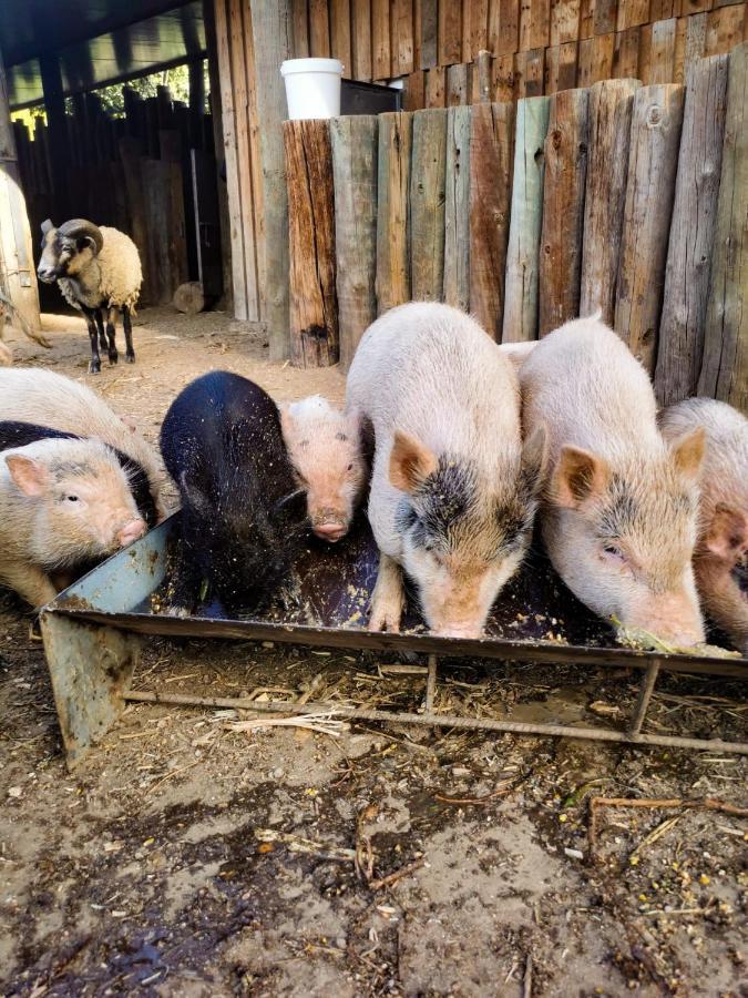 Arca Dos Animais - Farming & Spa Castelo Branco  Bagian luar foto