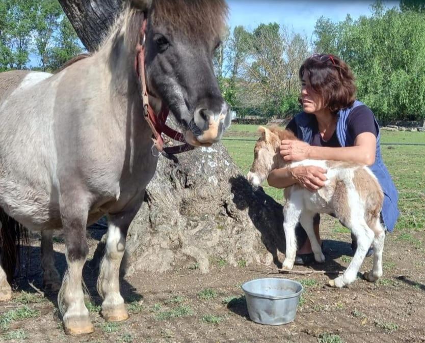 Arca Dos Animais - Farming & Spa Castelo Branco  Bagian luar foto