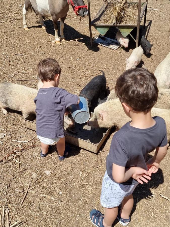 Arca Dos Animais - Farming & Spa Castelo Branco  Bagian luar foto