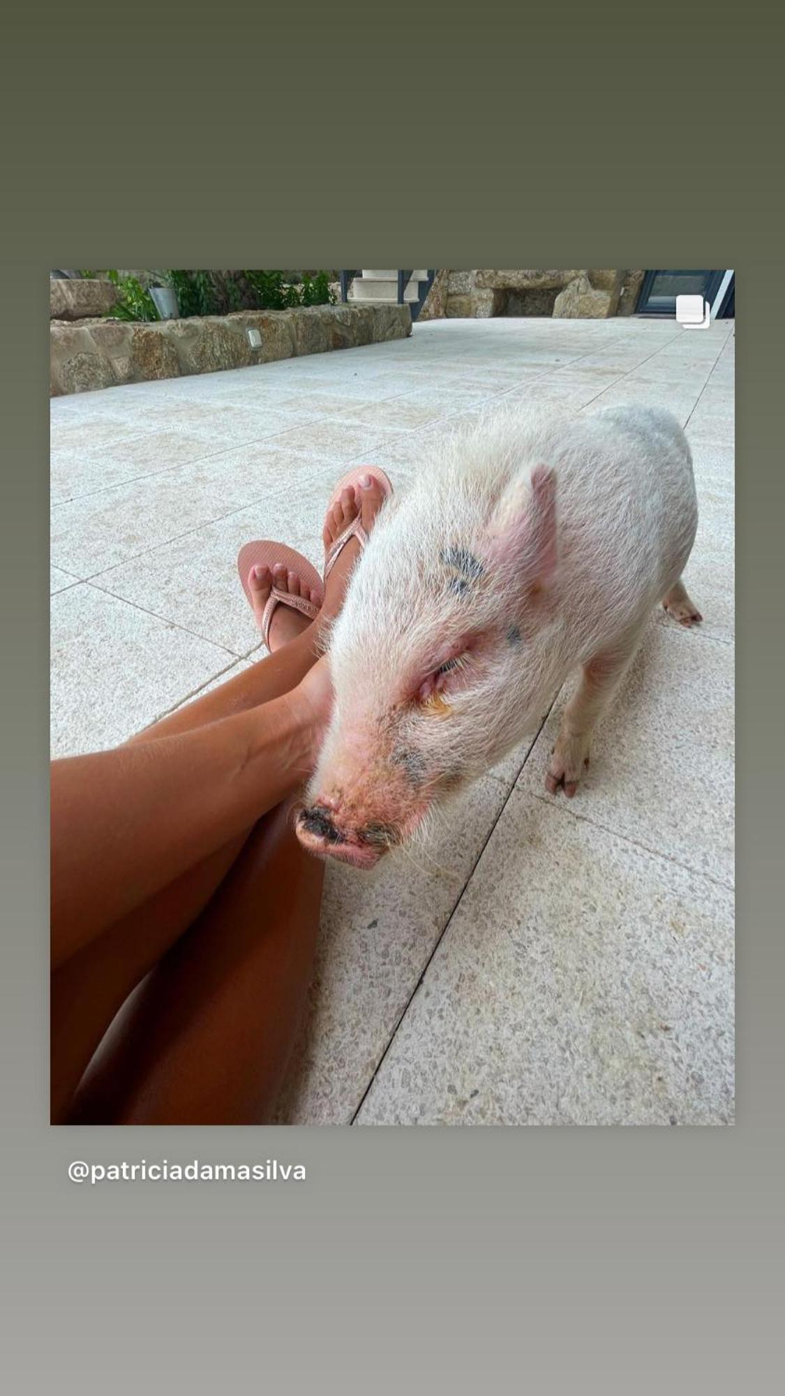 Arca Dos Animais - Farming & Spa Castelo Branco  Bagian luar foto